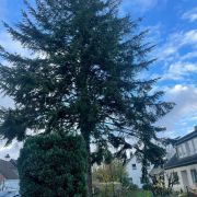 Gartenarbeiten: Bepflanzungen in Düsseldorf bei den Bublicas